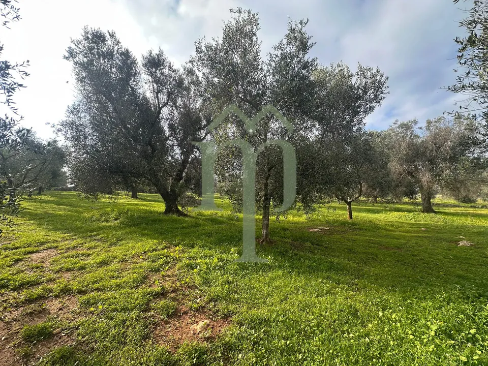 Land in San Vito dei Normanni, Brindisi - photo 3